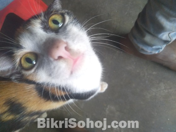 ভদ্রো সভাবের বিড়াল